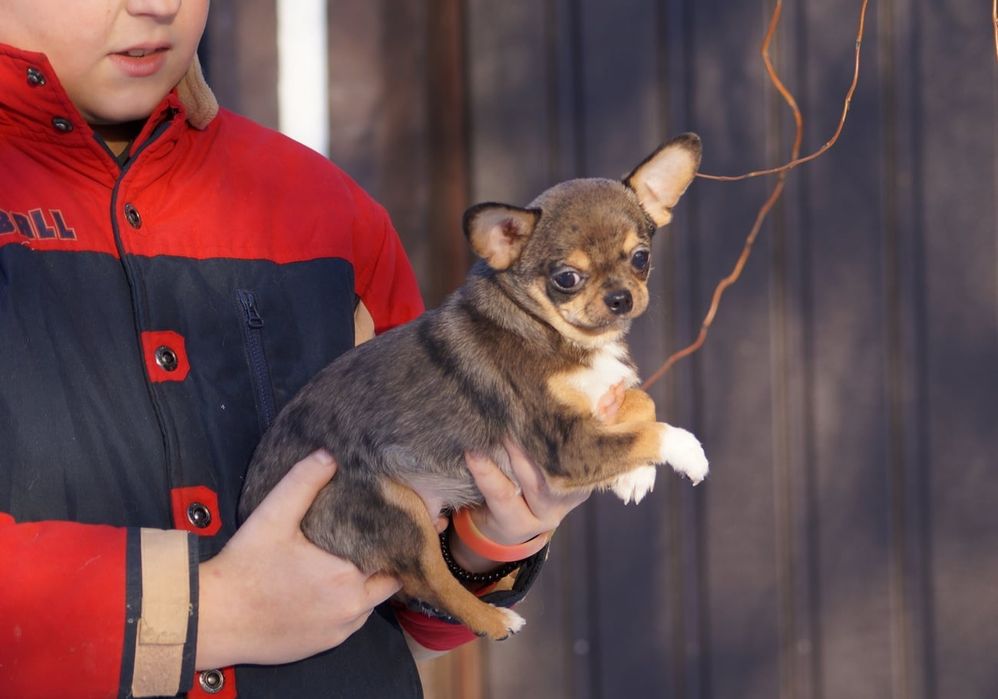 Чихуахуа мальчик с документами