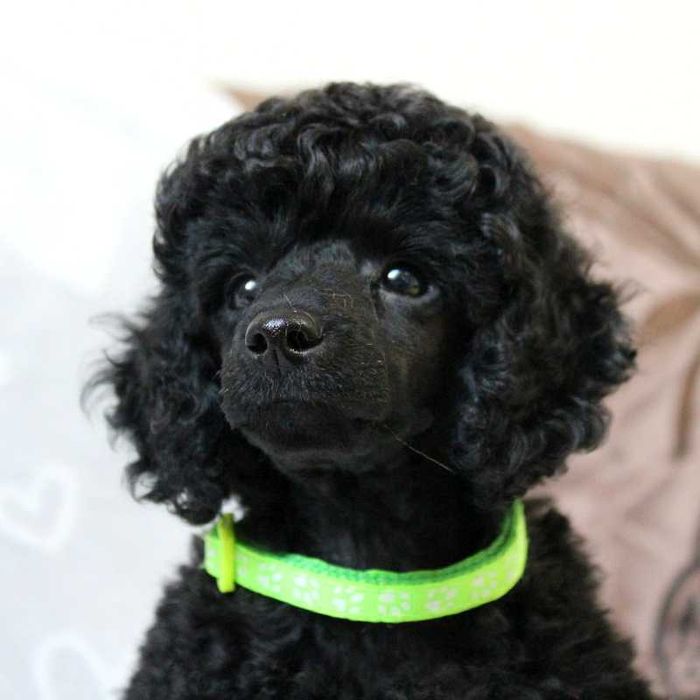 Bonus, pudel miniaturowy czarny, ZKwP, FCI.