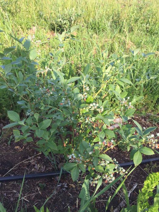 Продається лохина