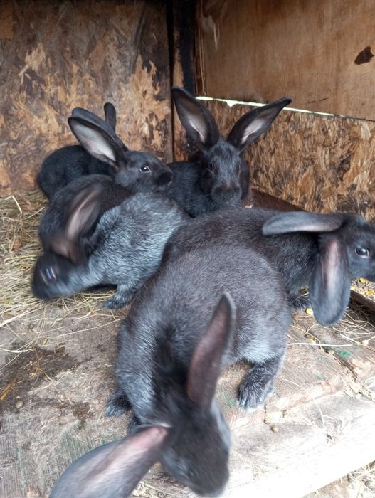 Кролі Полтавське срібло