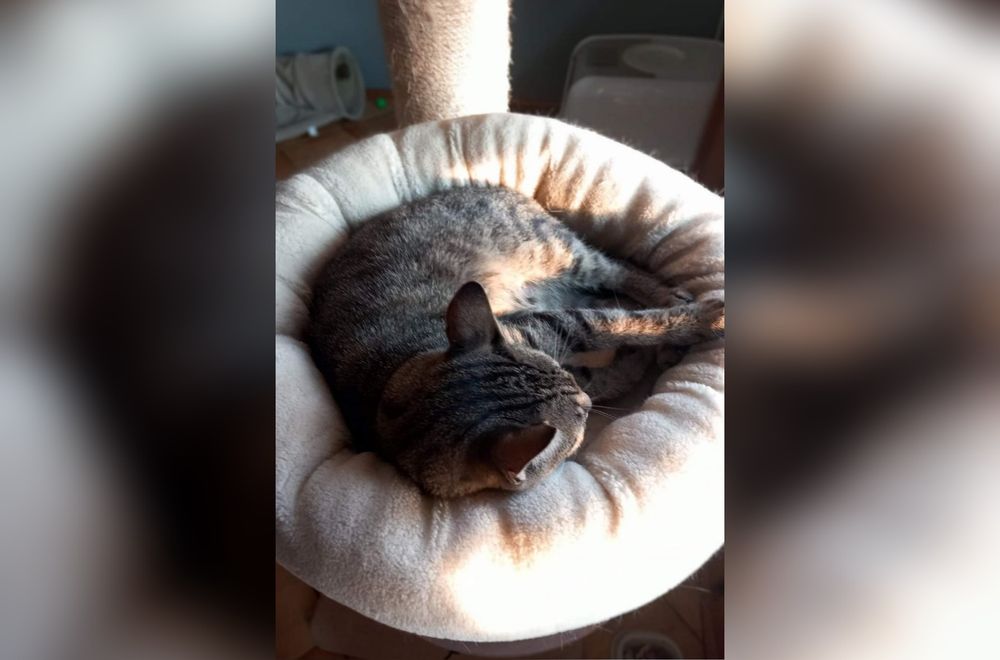Śliczne kocie cudo szuka domu!