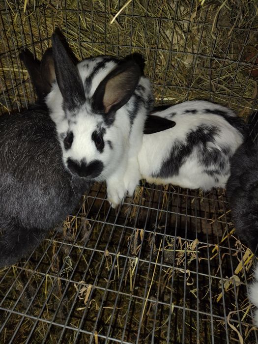 Кролики кролі,самець Полтавське срібло