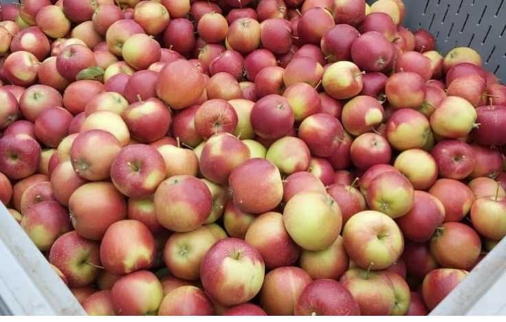 Sprzedam jabłka z naszego domowego sadu, zbierane ręcznie.