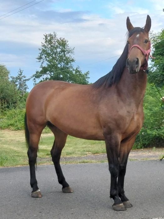 Sprzedam klacz Sp 5 lat