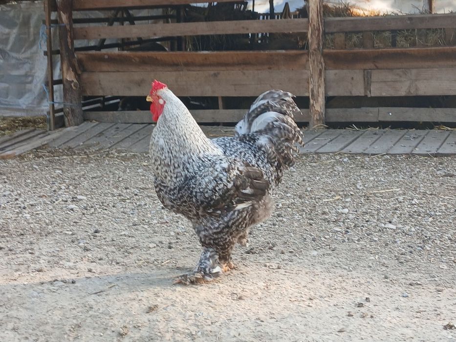 Galos Brahma grande porte