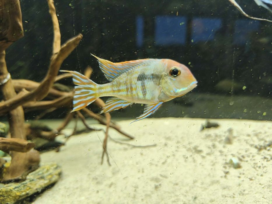 Ziemniojady Red Head Tapajos