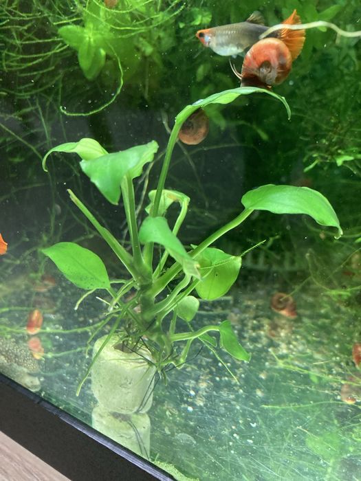 Anubia Barteri nana