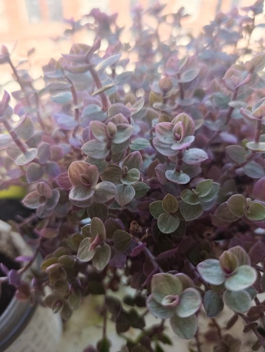 Продам традесканцию Нанук.