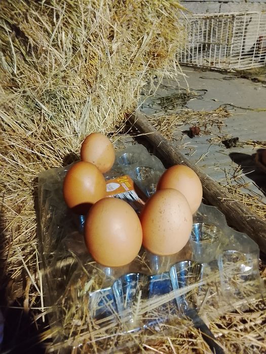 Ovos caseiros galinhas ao ar livre