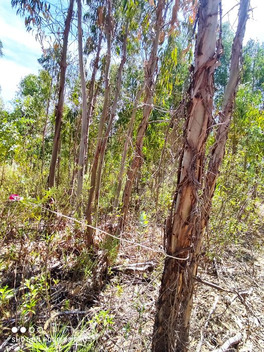 Terreno rústico com 4000 M2 Proença a Nova