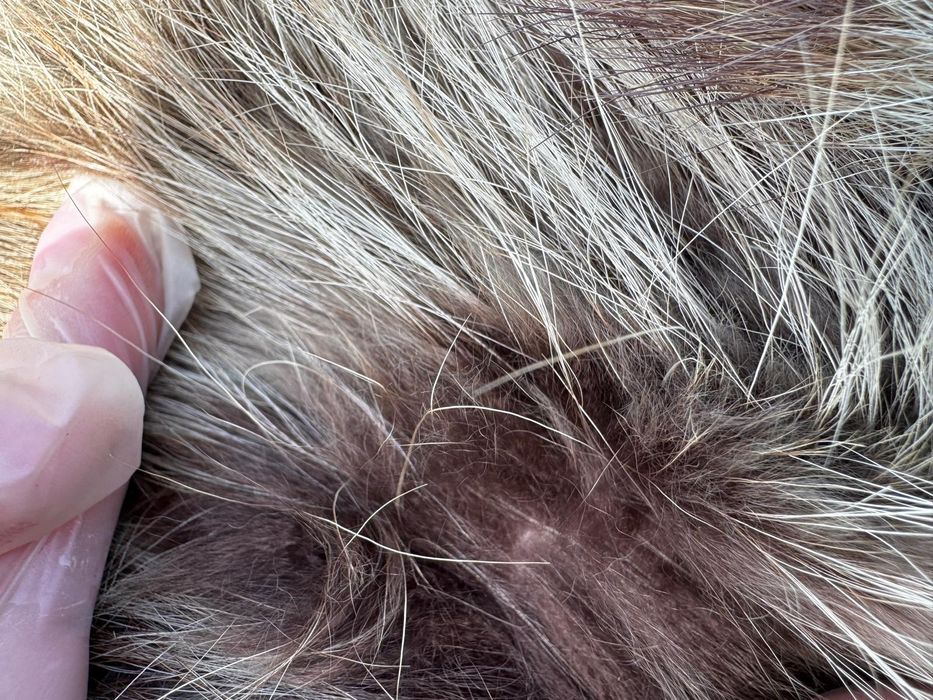 Kapa futro/ narzuta sztuk 2