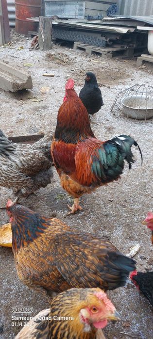 Продам молодого  півня.