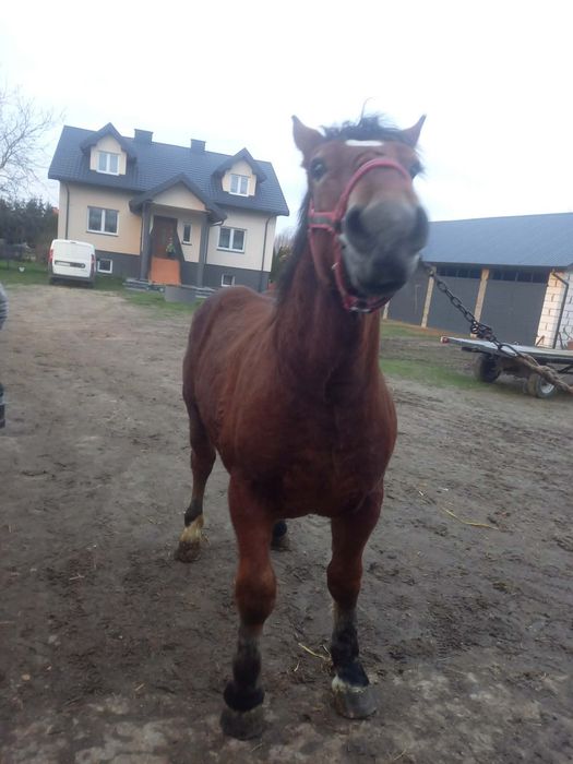 Źrebak sprzedam źrebaka