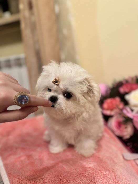 Maltańczyk malutka suczka ZKwP FCI