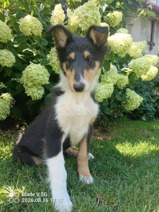 Owczarek szkocki collie