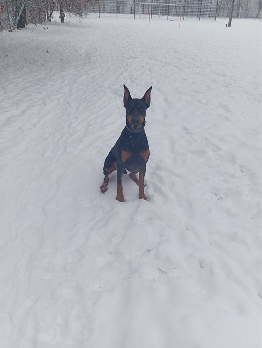 Доберман Для В'язки