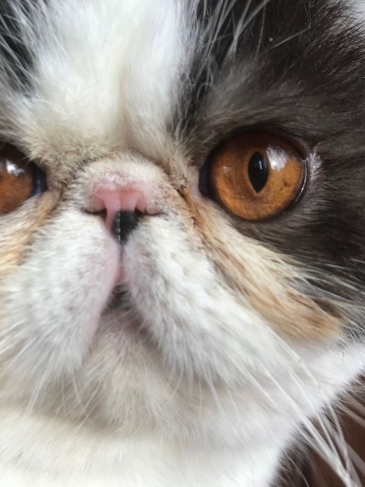 Кот, молодой - все стандарты породы!