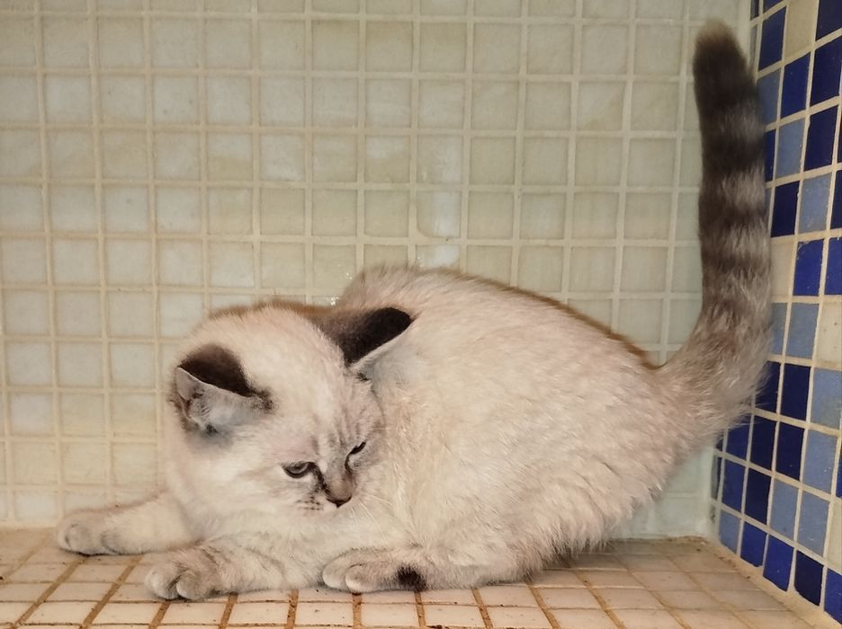 Кошенята  страйт