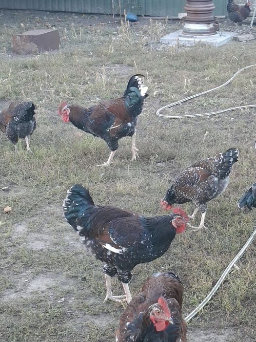 Лівенська ситцева