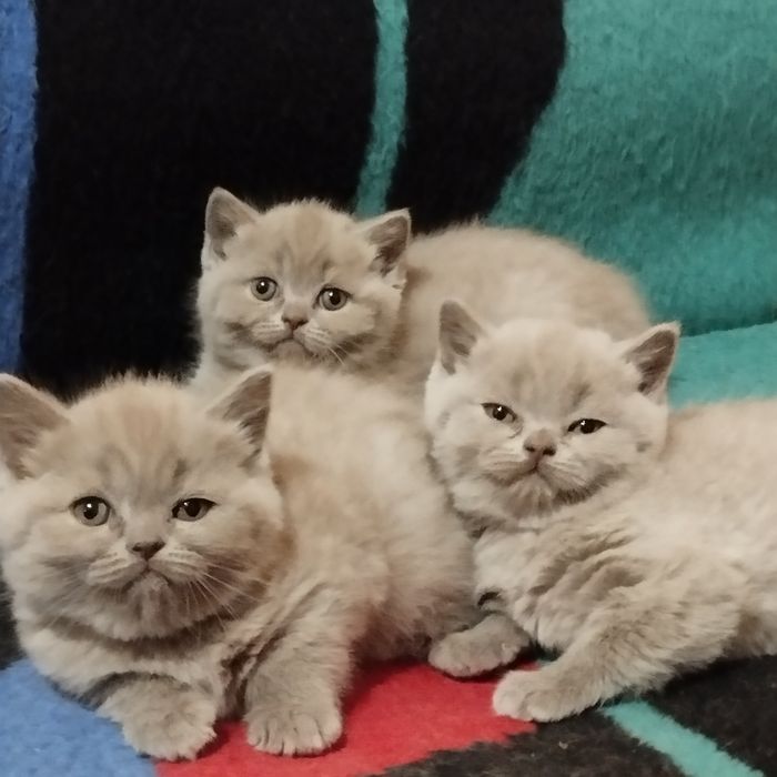 Шотландские котята