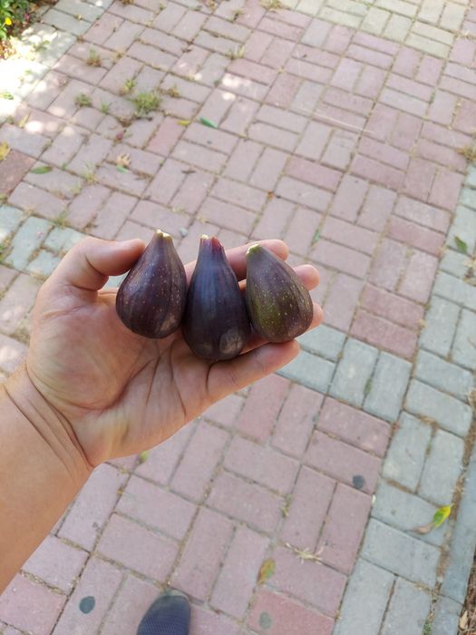 Черенки  инжира   и Гранат