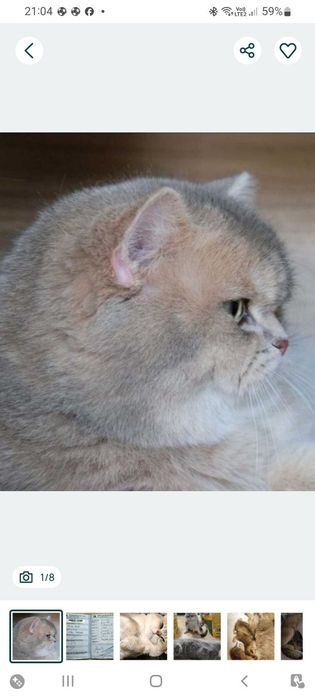 Шотландські кошенята