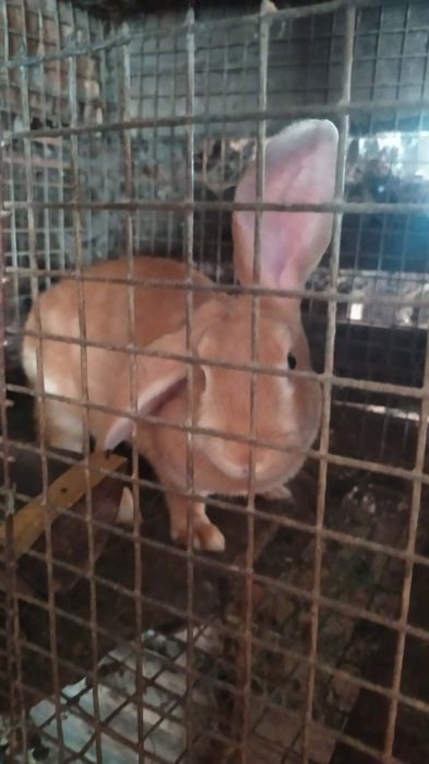 Продам кролів 4шт
