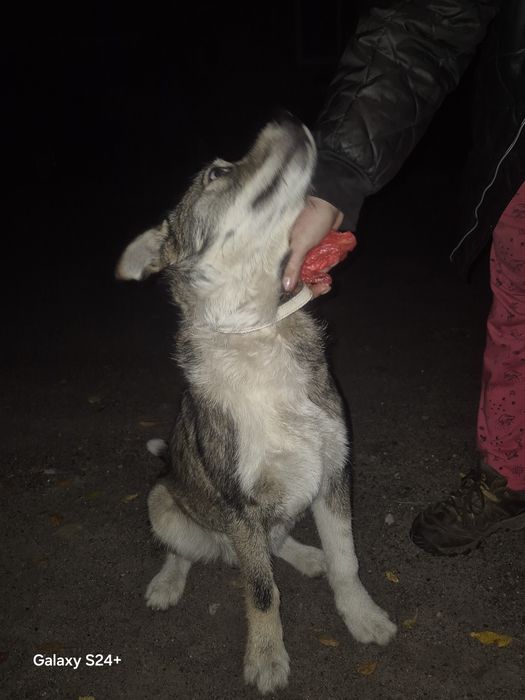 Чудовий песик, собачка хлопчик, друг, компаньон