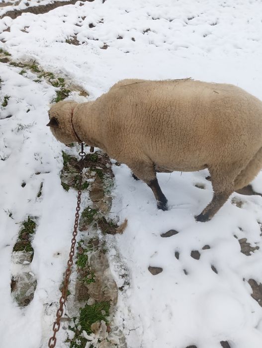 Baran tryk czrnoglowka