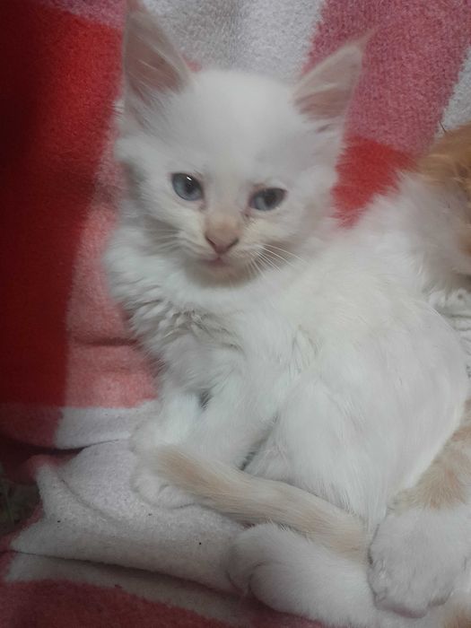 Котята бесплатно.