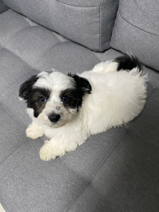 Piesek szczenię dwumiesieczny