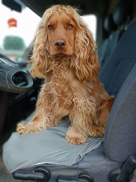 Pies Cocker spaniel
