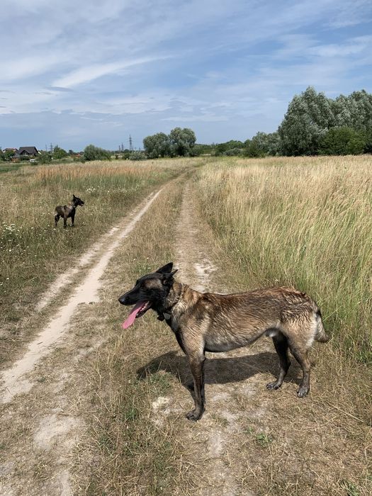 Цуценята Бельгійської-вівчарки Малінуа