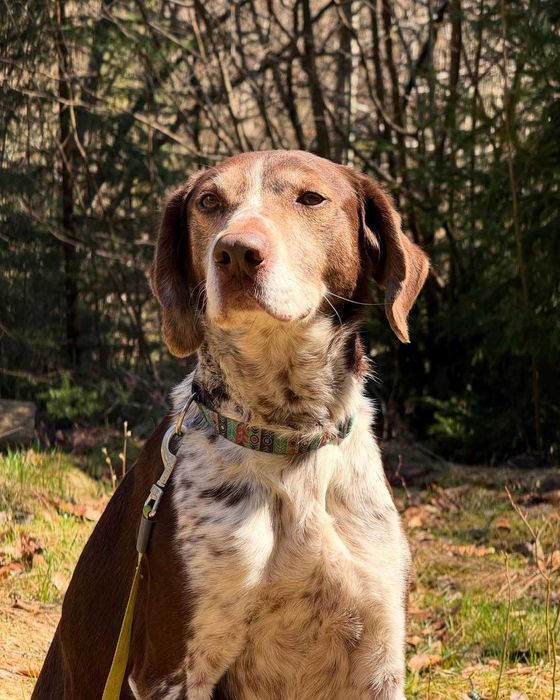 Тор, метис курцхаара, шукає дім