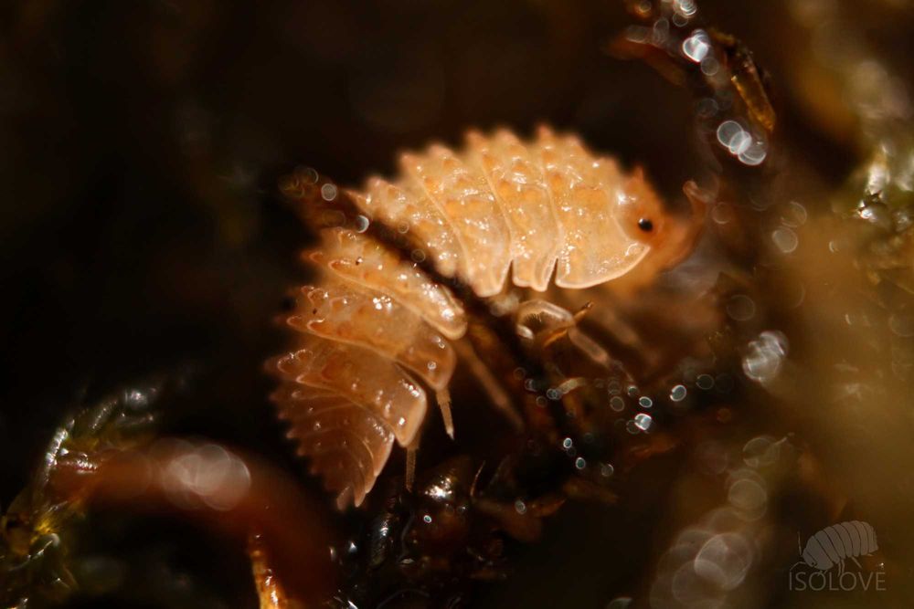 Cristarmadillidium muricatum, kolczaste równonogi (isopoda).
