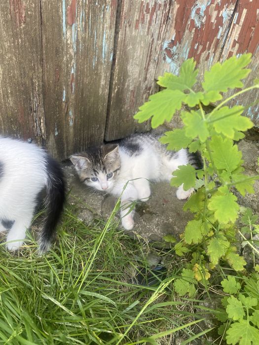 Кошеня безкоштовно