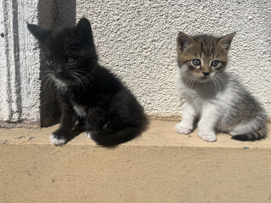 Кошенята в добрі руки