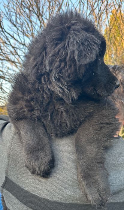 Owczarek Niemiecki suczka