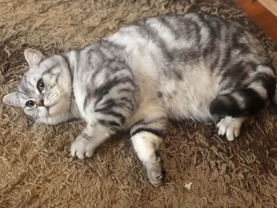 Вязка шотландський  мраморний котик