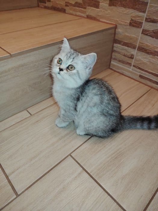 Kotka kot koty kocięta brytyjski Gotowa do odbioru
