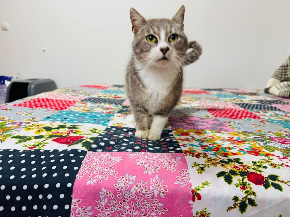 Gatinha para adopção