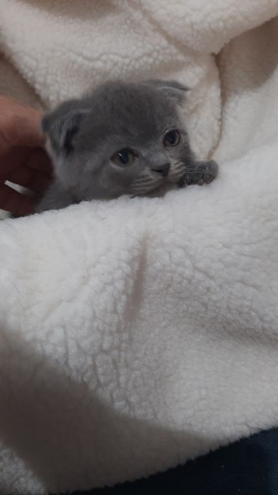 Продаются котята