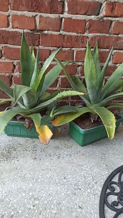 Agawa duża mała kwiat do ogrodu agave aloes amerykański
