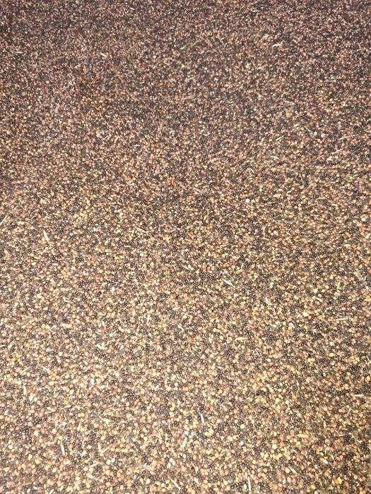 Sprzedam rzodkiew oleistą z rzepakiem