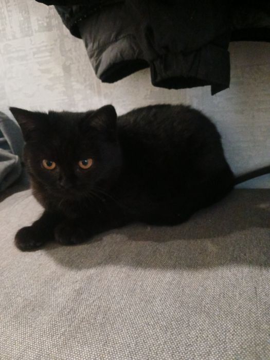 Продам котенят британці