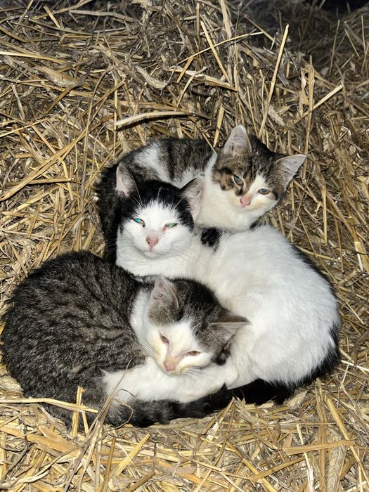 Oddam koty w dobre ręce