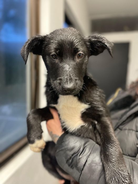 Bebés 3 meses para adoção responsável