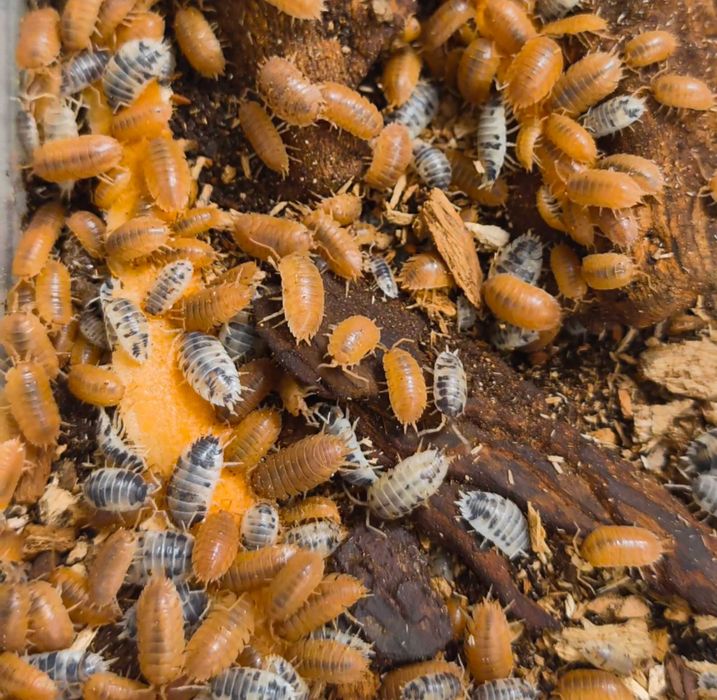 Prosionki ekipa sprzątająca do terrarium