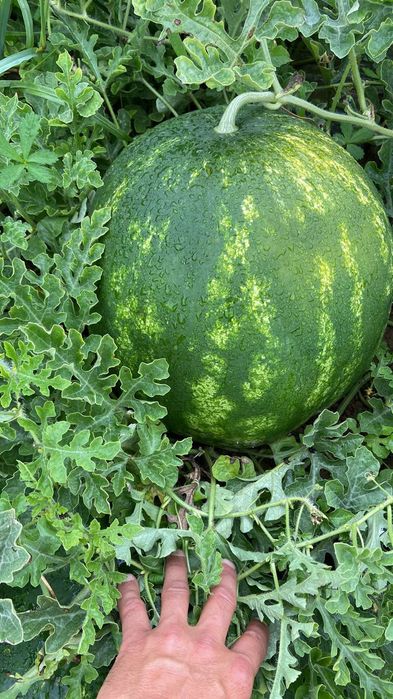 Продам кавун оптом