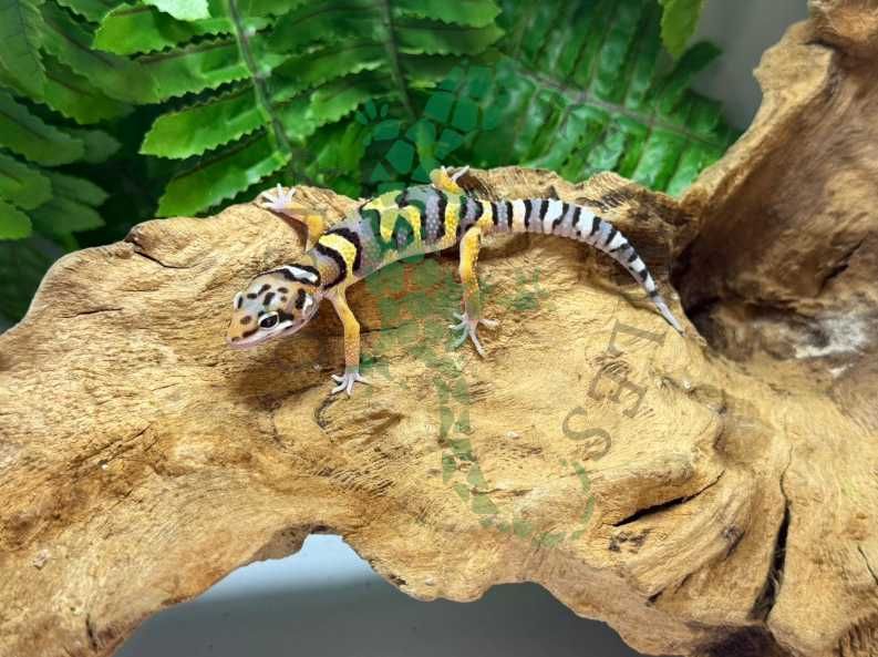 Gekon lamparci gekony lamparcie Świebodzin
